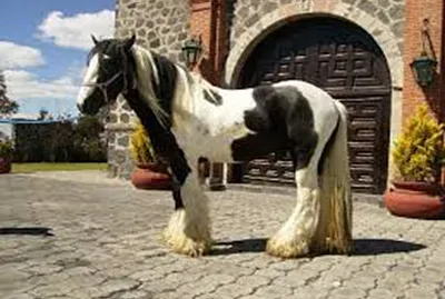 gitano