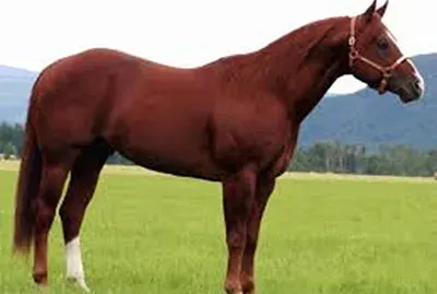 coloradisimo
