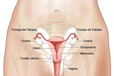APARATO REPRODUCTOR FEMENINO