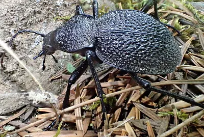 Carabus gigas