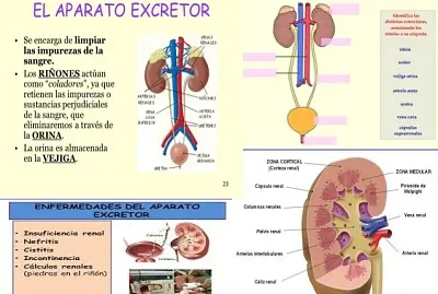 Sistema excretor