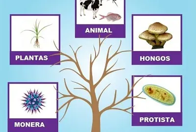 Los reinos de la naturaleza jigsaw puzzle