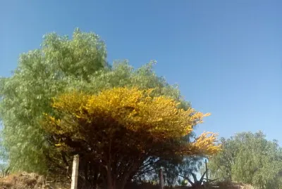 Ã¡rbol floreciendo
