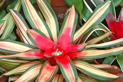 neoregelia