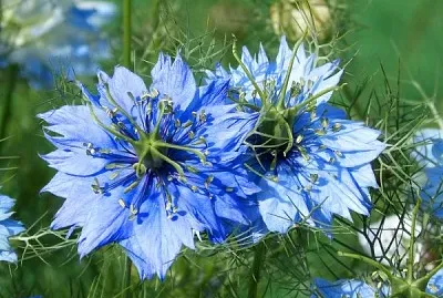 nigella sativa
