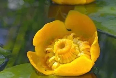 nuphar