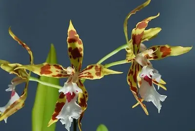 odontoglossum