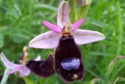 ophrys bertoloni