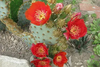 opuntia