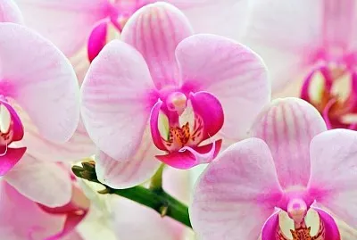 פאזל של orchidea