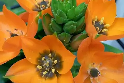 פאזל של ornithogalum