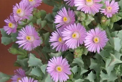 oscularia deltoides