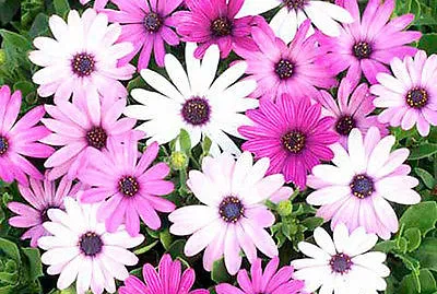 פאזל של osteospermum