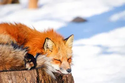 Foxy jigsaw puzzle