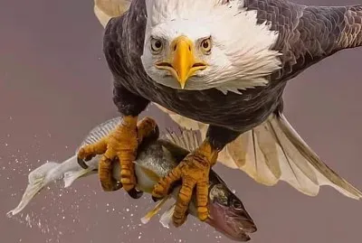 פאזל של natural