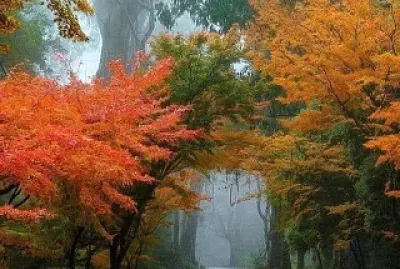 cores