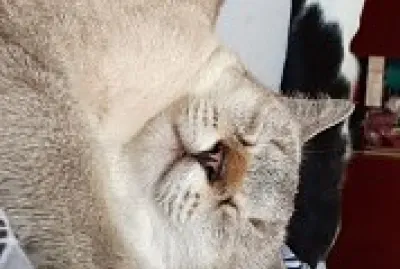 Fiona e flajola jigsaw puzzle