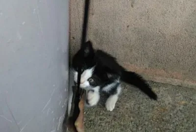 NenÃ©m jigsaw puzzle