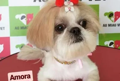 AMORA