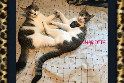 cats
