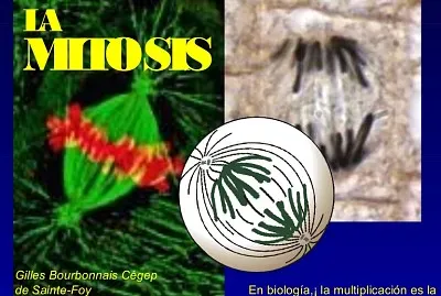 פאזל של MITOSIS