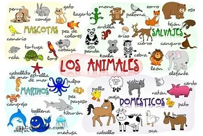 CLASES DE ANIMALES