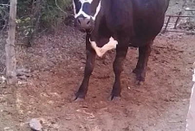 Vaca