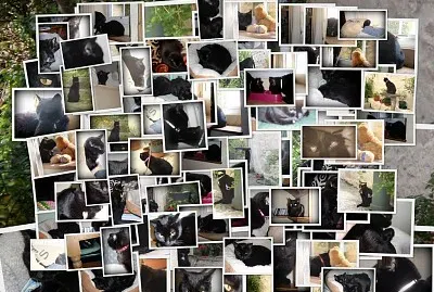 פאזל של Cat Collage