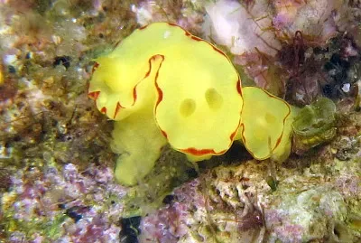 Noumea flava
