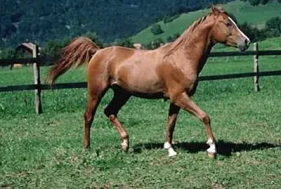 Salernitano