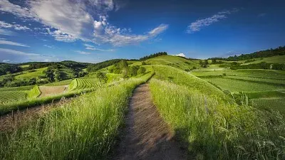 campo jigsaw puzzle
