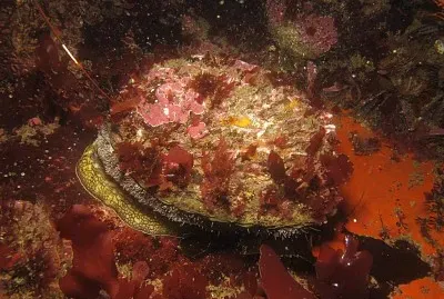 Haliotis midae