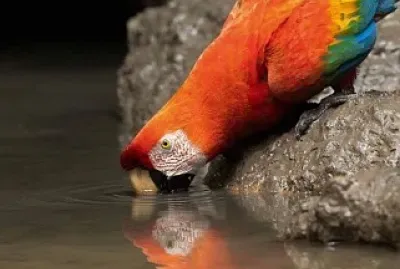 natural jigsaw puzzle