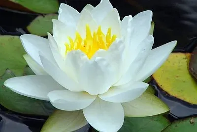 FLORE DE LOTO