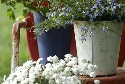 flores