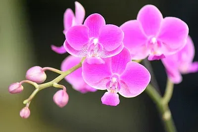 OrquÃ­dea
