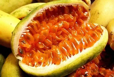 Curuba jigsaw puzzle