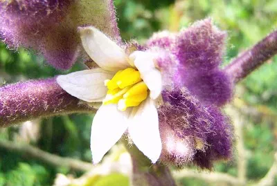 Flor de Lulo