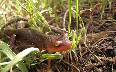 Salamandra jigsaw puzzle