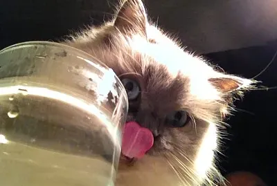 animal jigsaw puzzle