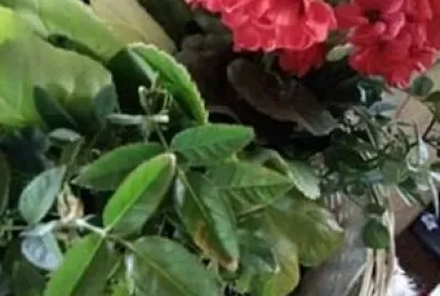 Compo avec GÃ©ranium