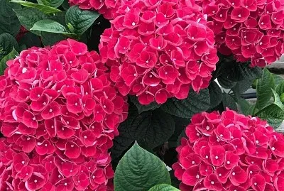 flores