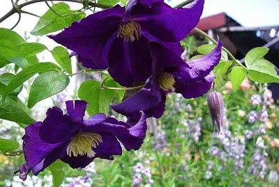 flores