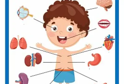 Ã“RGANOS INTERNOS DEL CUERPO HUMANO