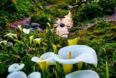 jardin