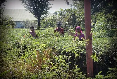 פאזל של Tea Picking