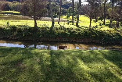 Capivara- Curitiba / PR Brasil jigsaw puzzle