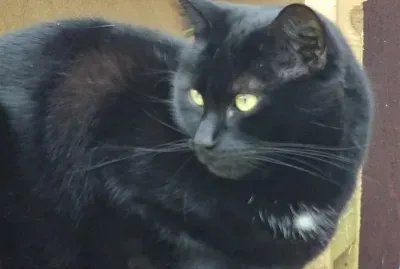 On the look out! jigsaw puzzle