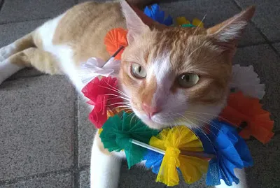 Rony o gato jigsaw puzzle