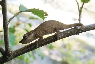 Calumma nasatum